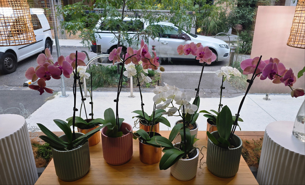 Orchid Plant in Ceramic Pot