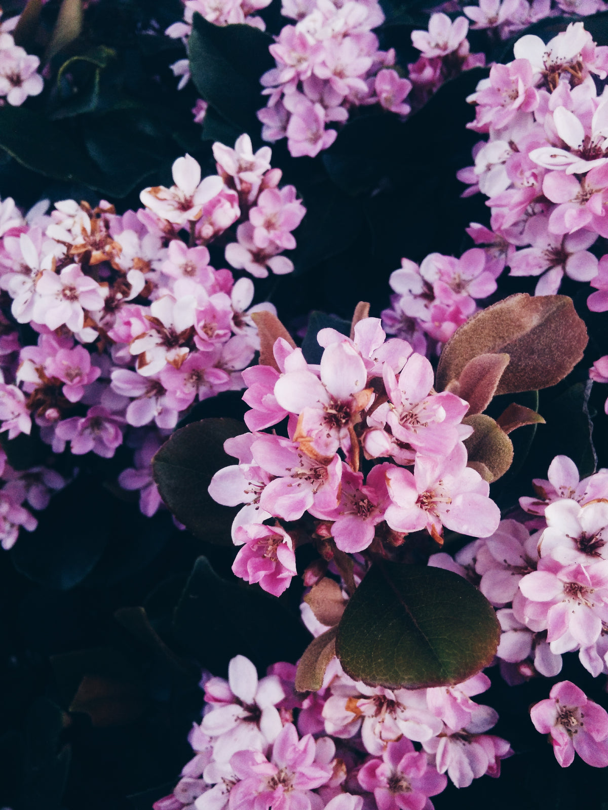 Friday Flowers - Subscription