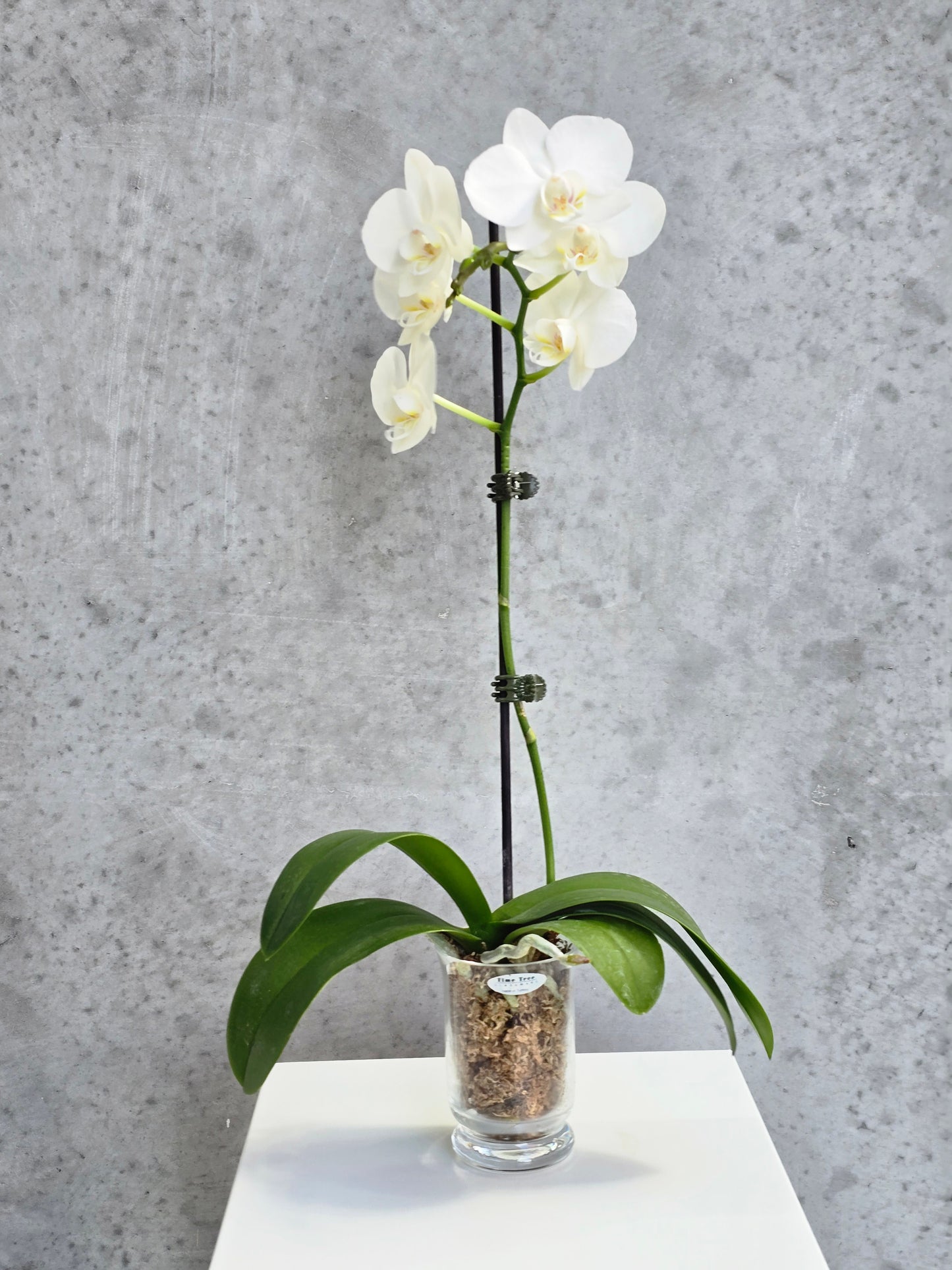 Orchid Vase Gift Pack