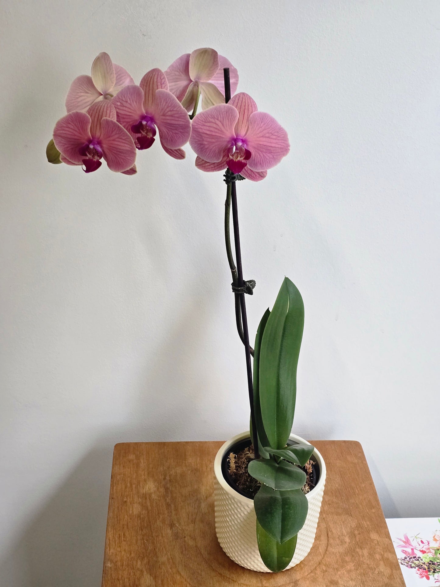 Orchid Plant in Ceramic Pot