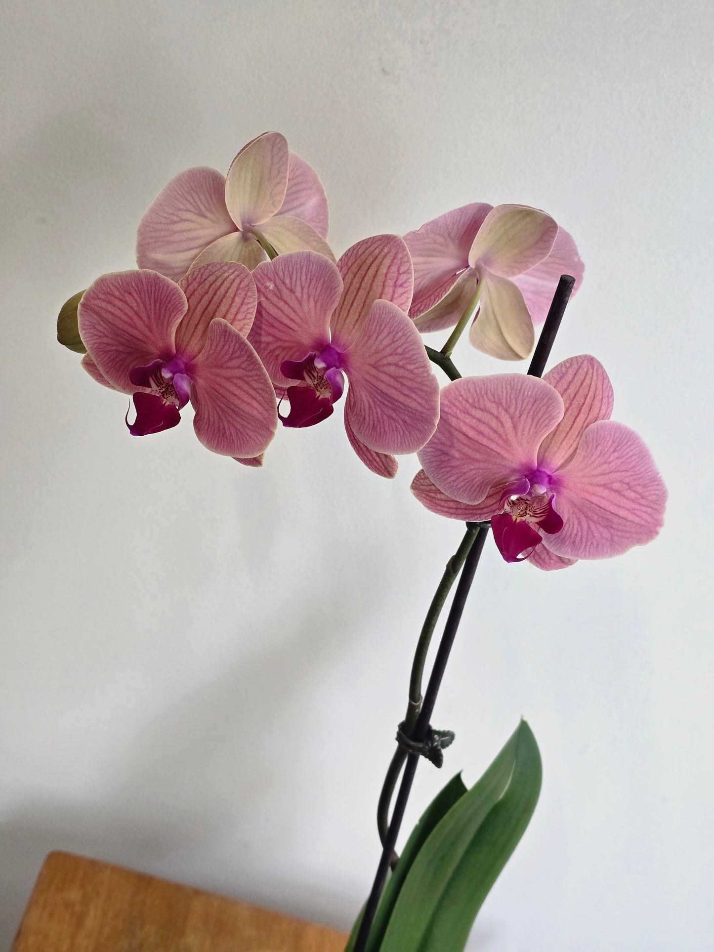Orchid Plant in Ceramic Pot