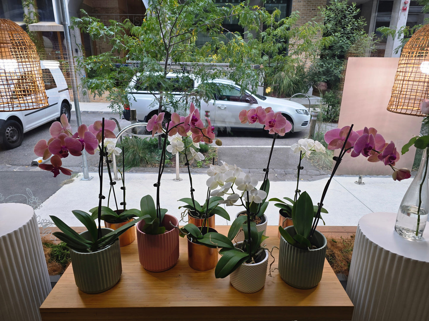 Orchid Plant in Ceramic Pot