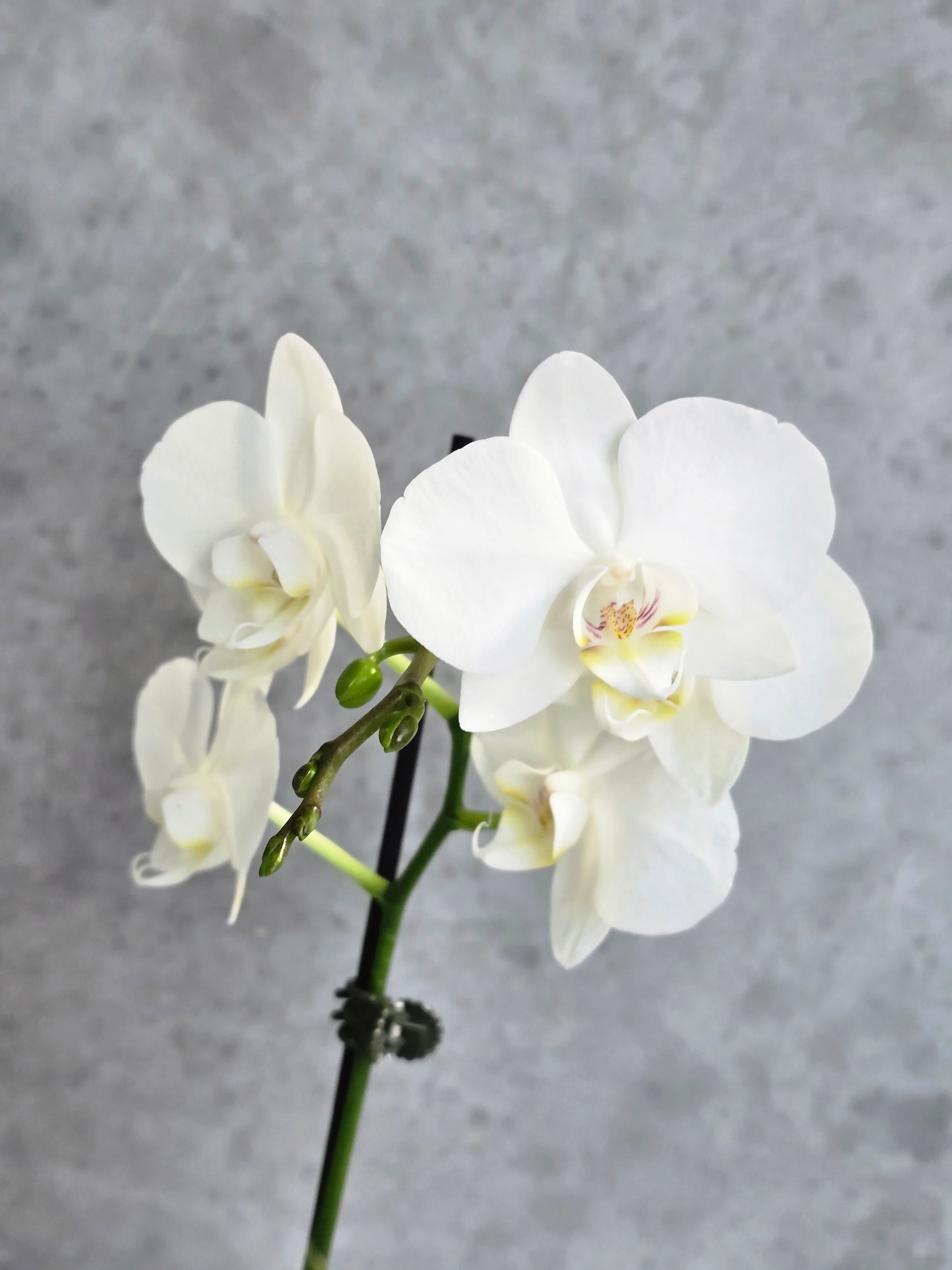 Orchid Vase Gift Pack