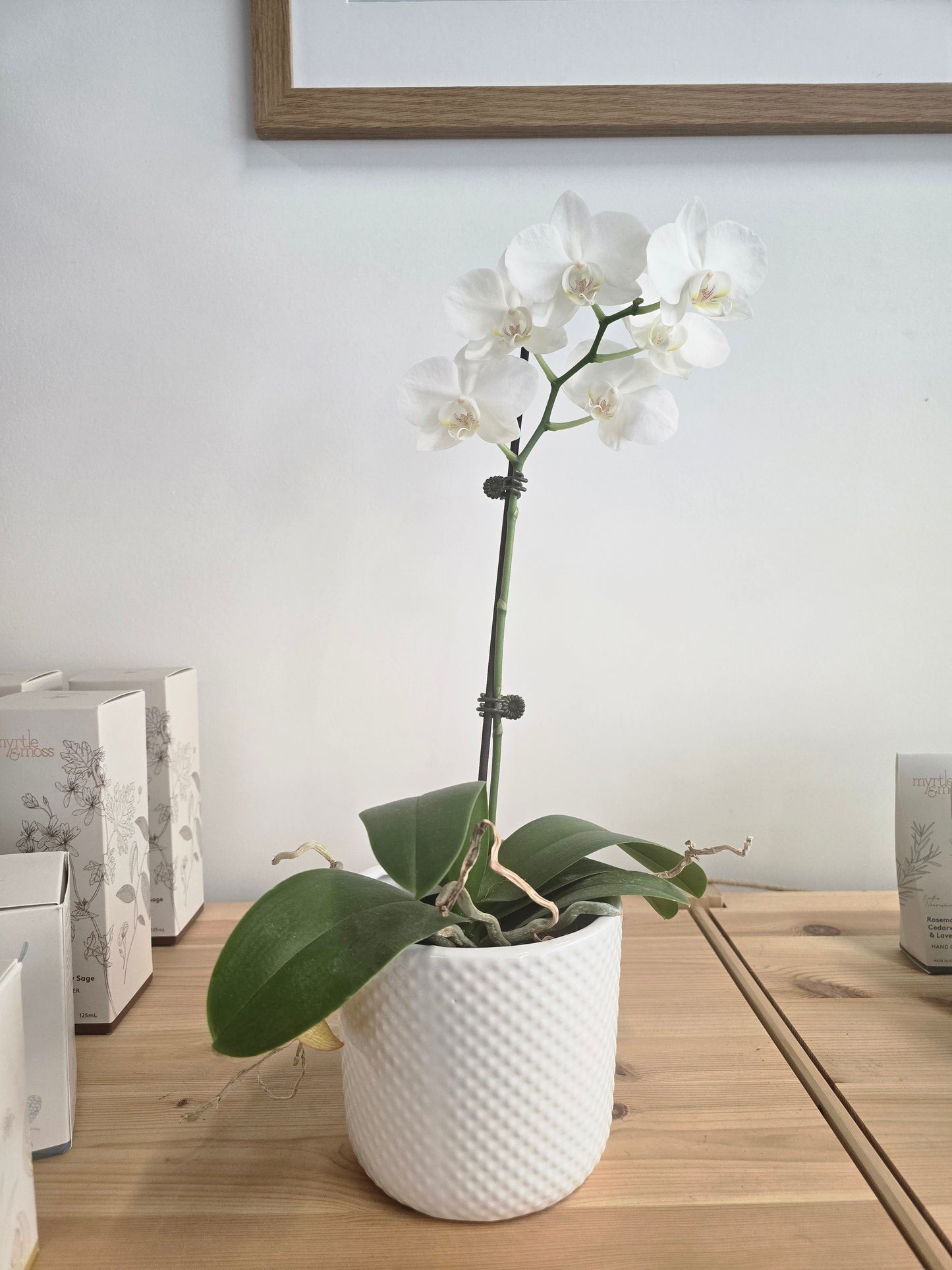 Orchid Plant in Ceramic Pot