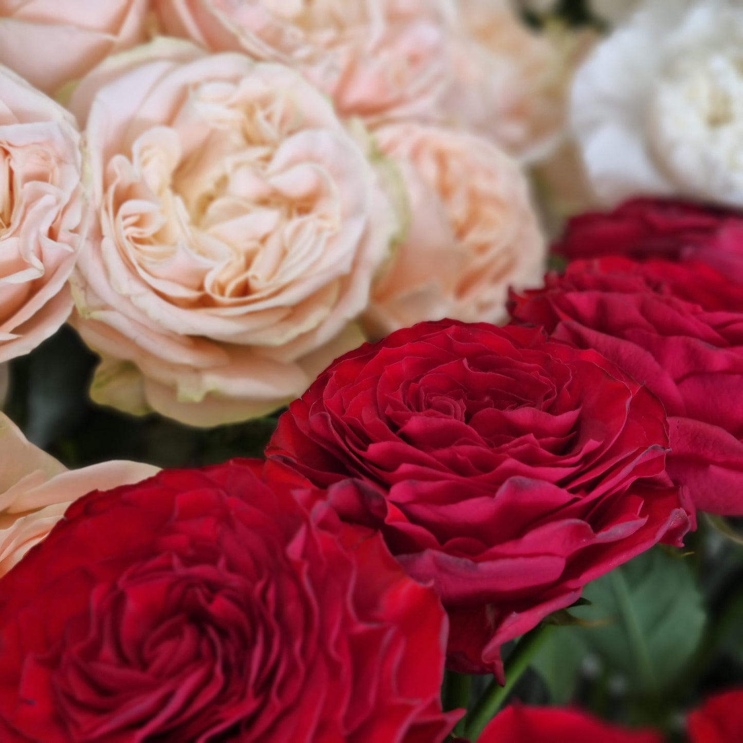 "Colour of my love"- 40cm Premium (Local) Rose stems in a colour of your choice