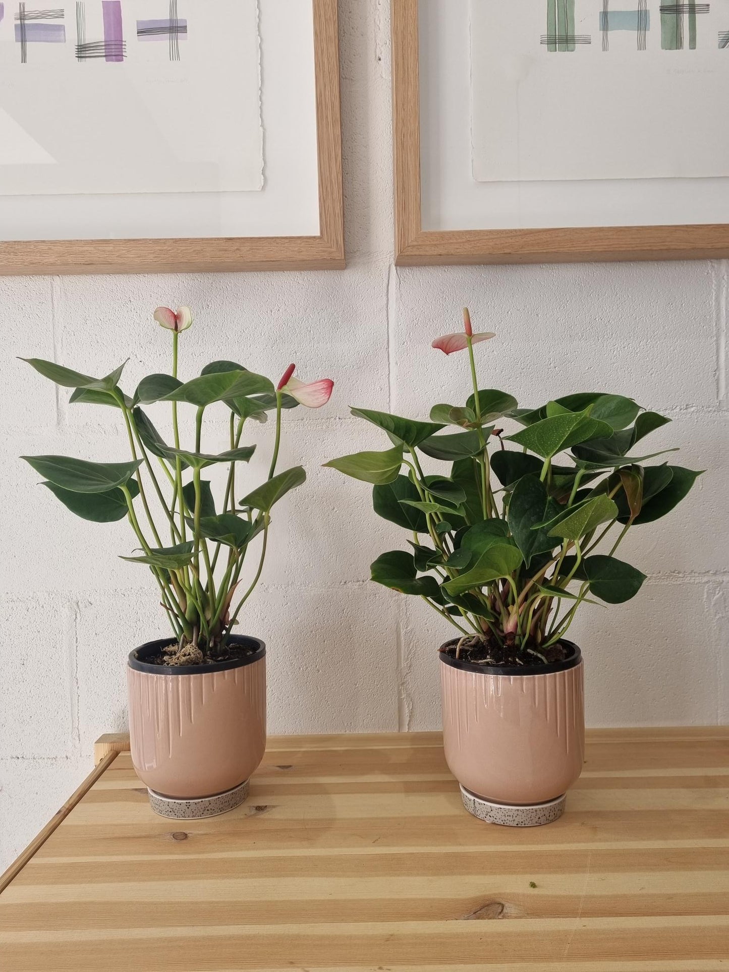 Anthurium Plant