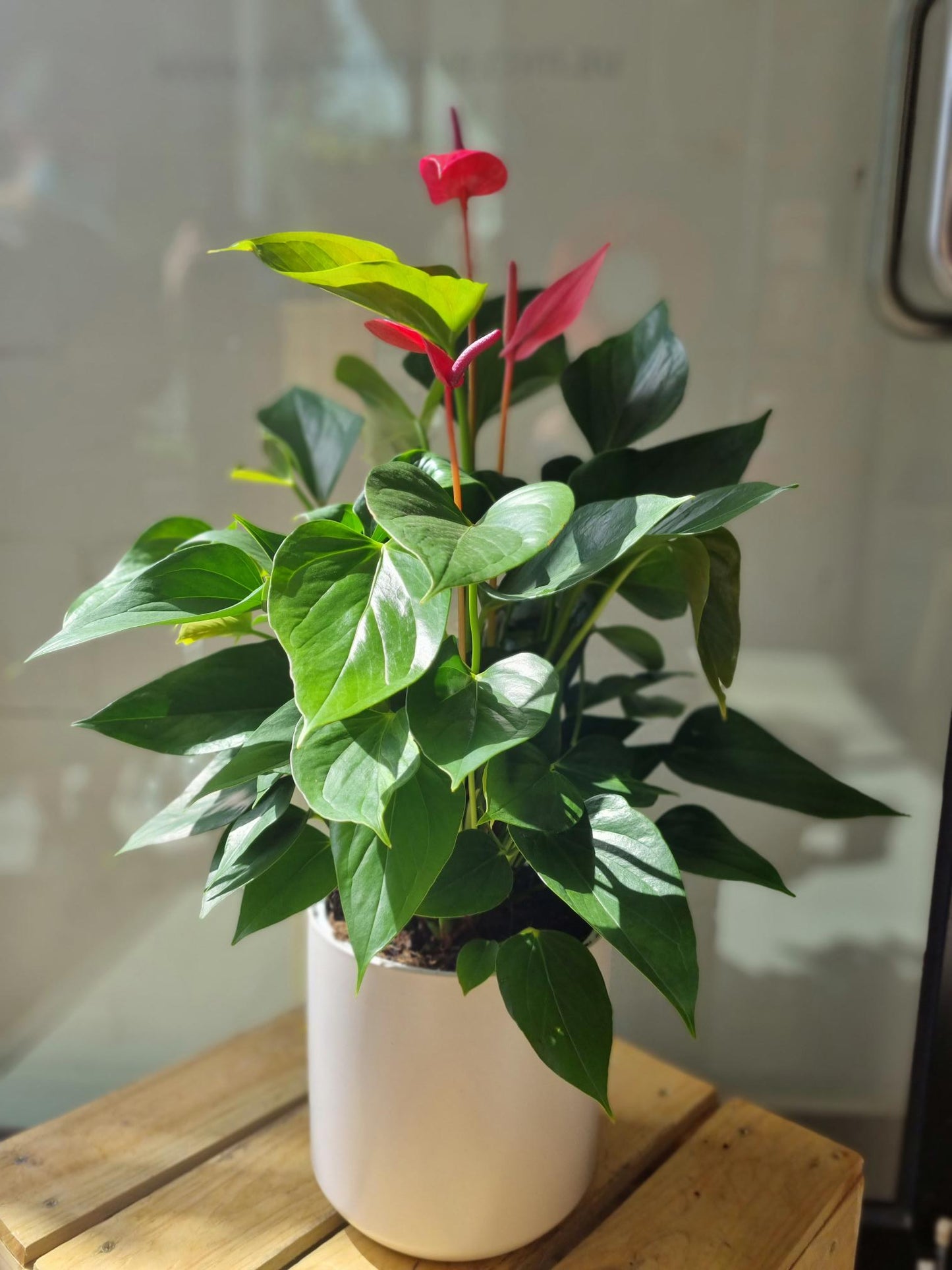 Anthurium Plant