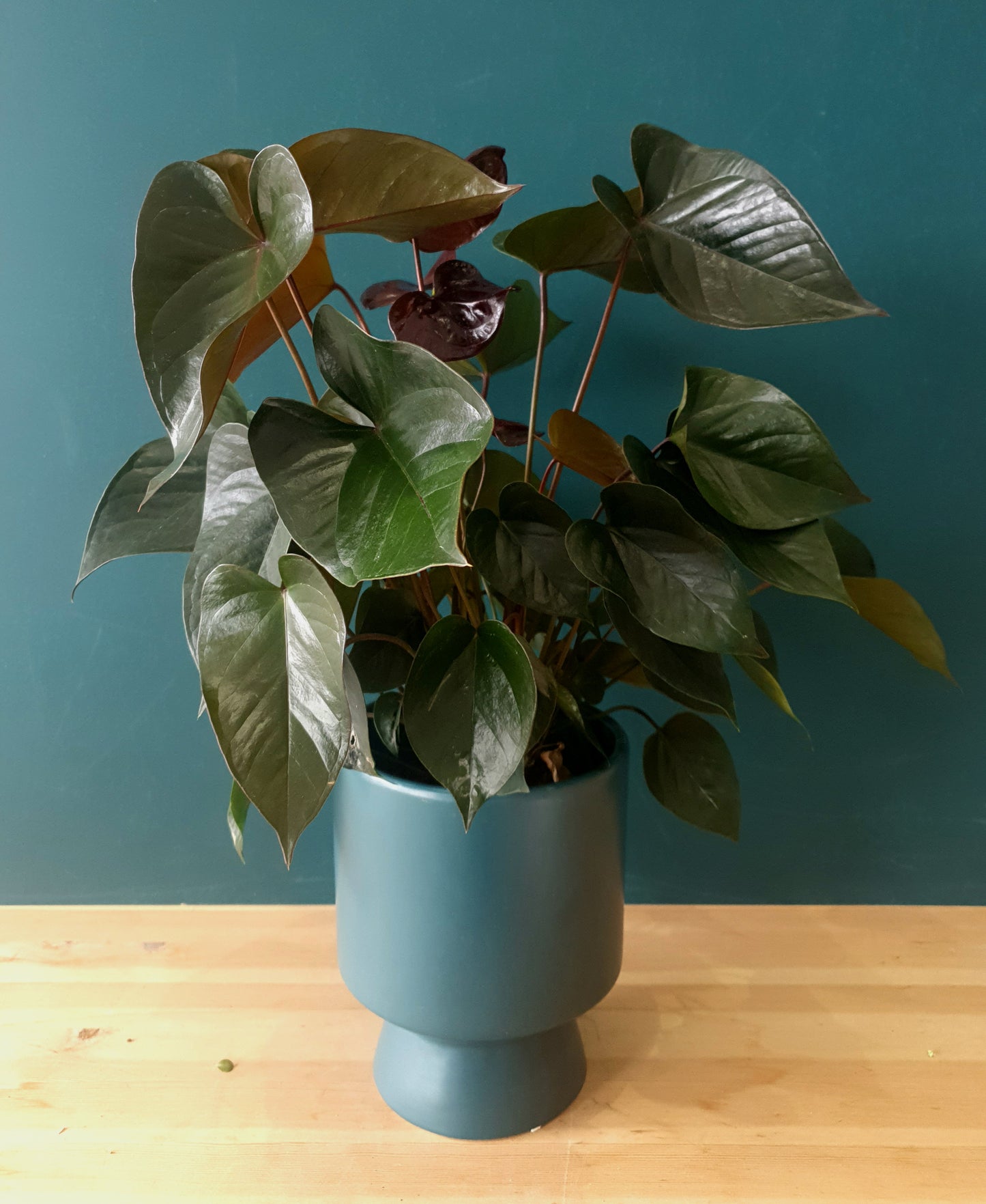 Anthurium Plant