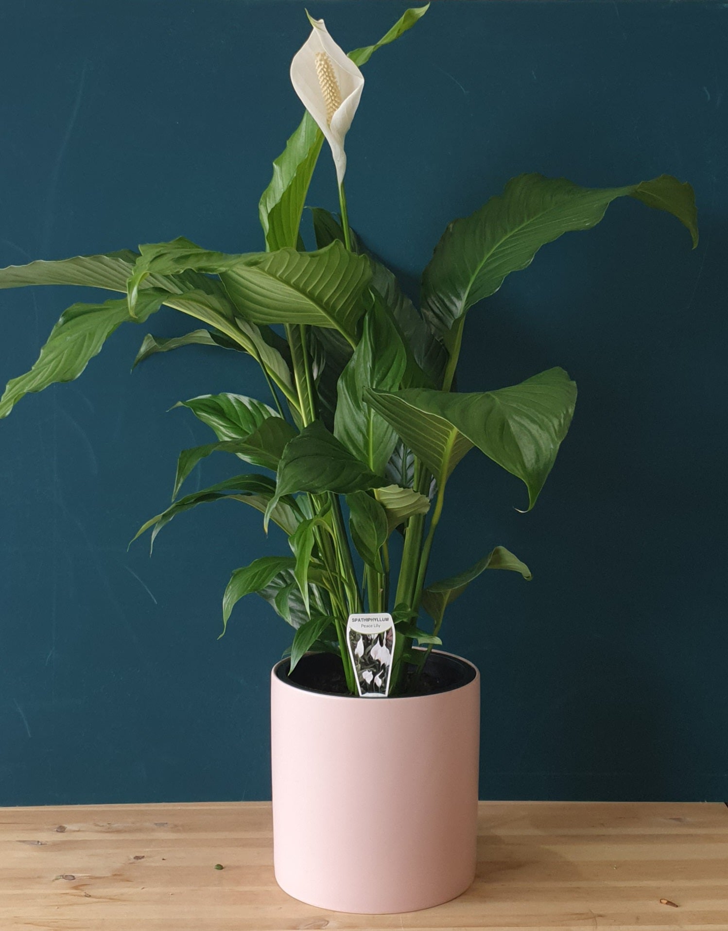 peace lily stand Peace Lily (Spathiphyllum) – Olive&Eve