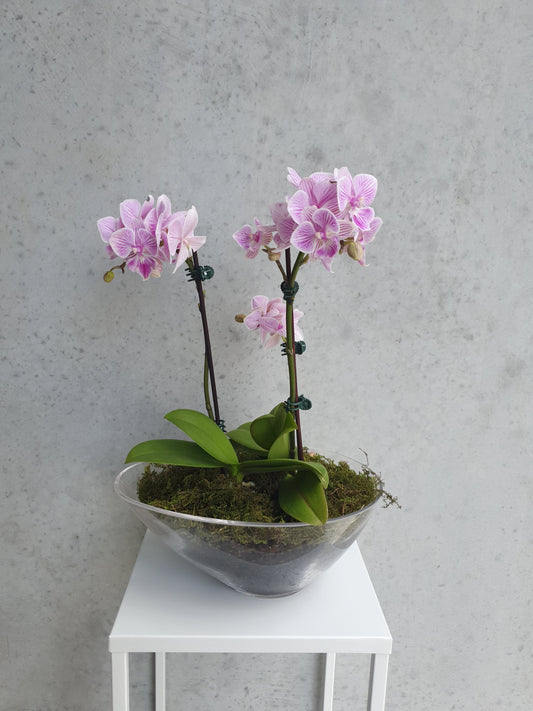 Phalaenopsis orchids in boat vase