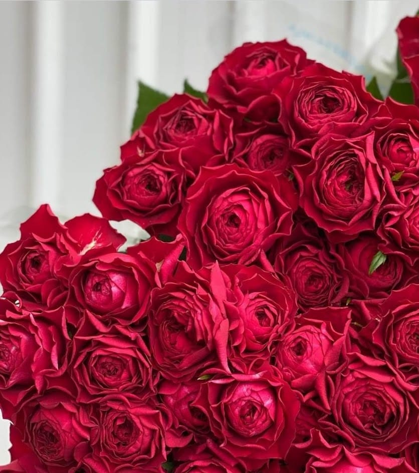 "Kiss me" 50cm Premium (Local) Red Rose stems.