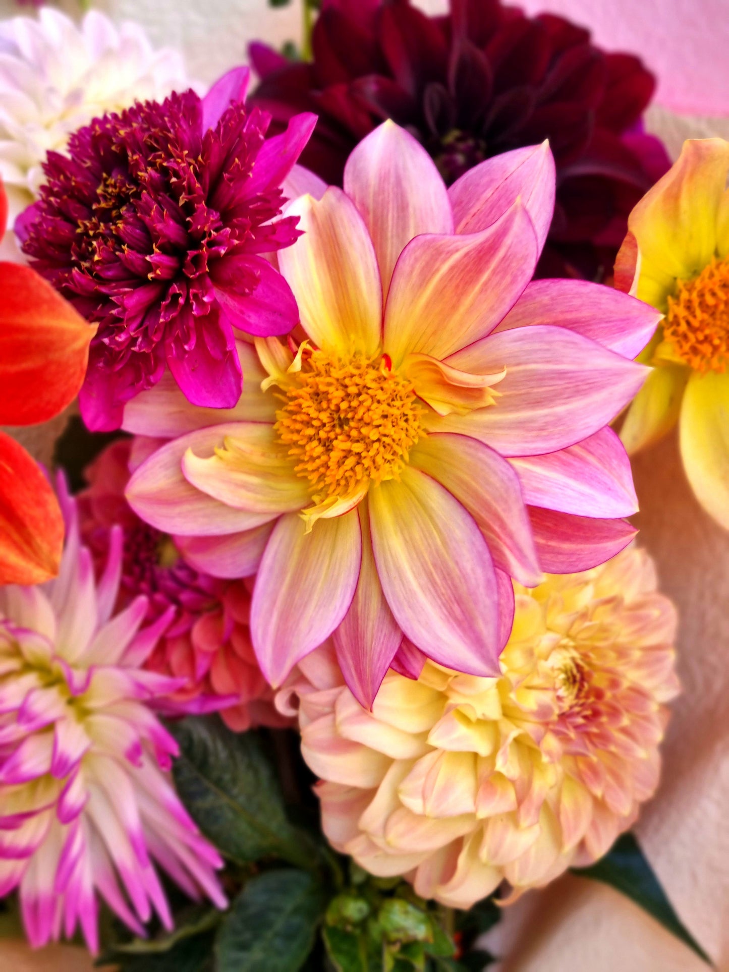 Dahlia Dreaming