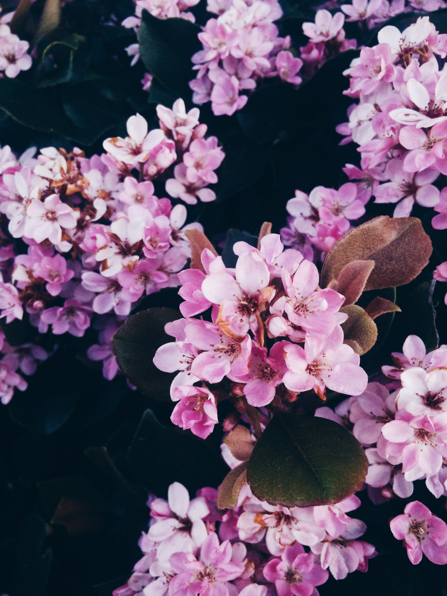 Seasonal (Quarterly) Friday Flowers - Subscription (4 x deliveries per year)