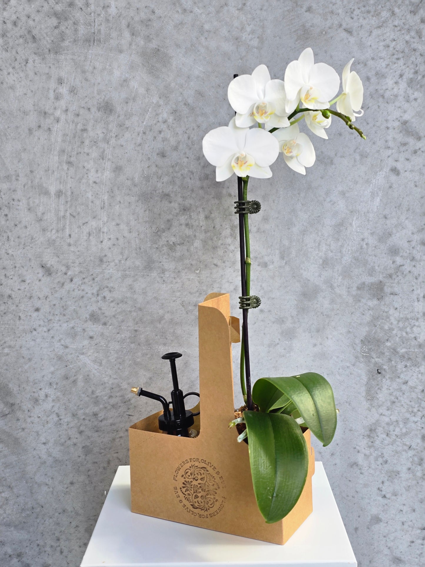 Orchid Vase Gift Pack