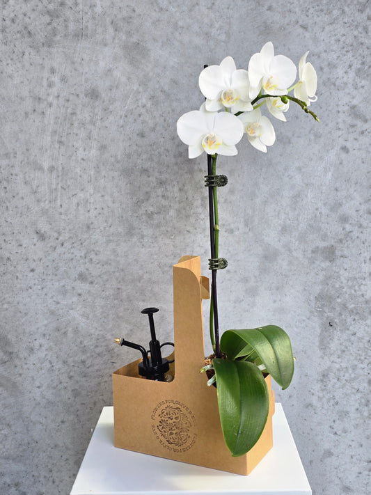 Orchid Vase Gift Pack