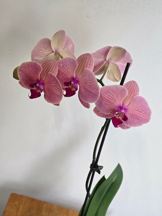 Orchid Plant in Ceramic Pot