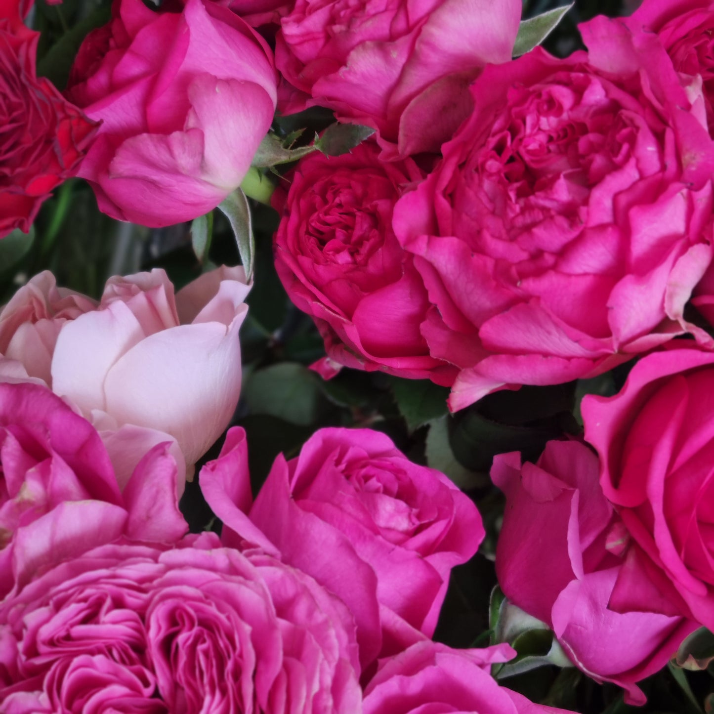Mixed Grandi Rose Bouquet